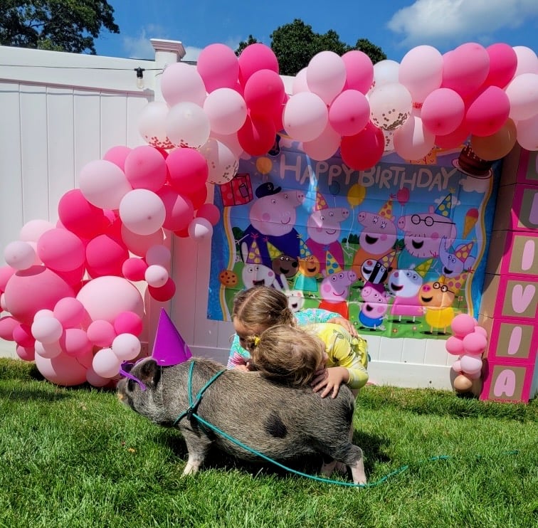 Playful piglets roughhousing