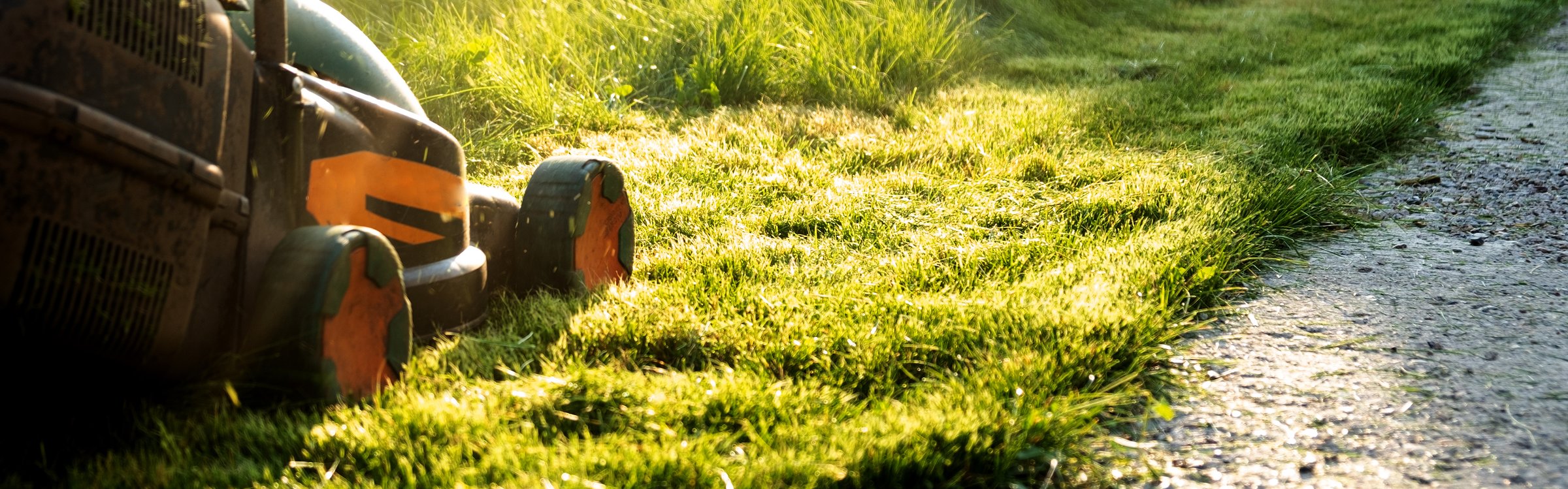 Freshly cut thick grass on the lawn, sunny day at sunset, low angle view. Green grass in the backyard, electric lawn mower