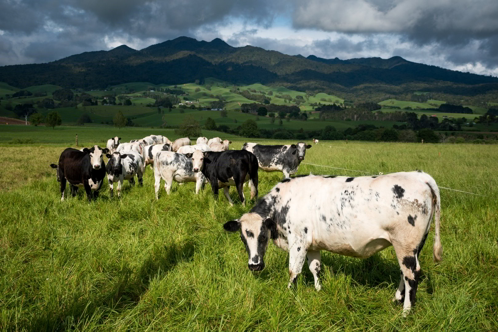 herd of speckle park cattle grazing in lush green grass field with mountain backdrop