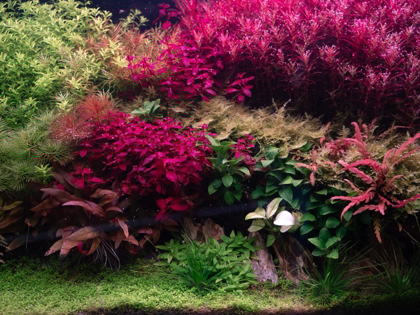 Beautiful planted tropical freshwater aquarium with fishes.