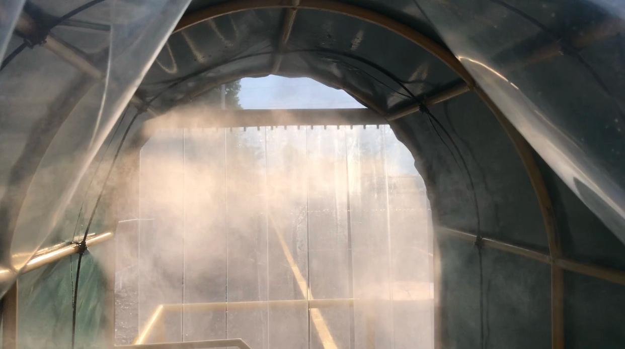 Interior view of a greenhouse with mist or spray creating a foggy atmosphere, bright sunlight filtering through the plastic cover.