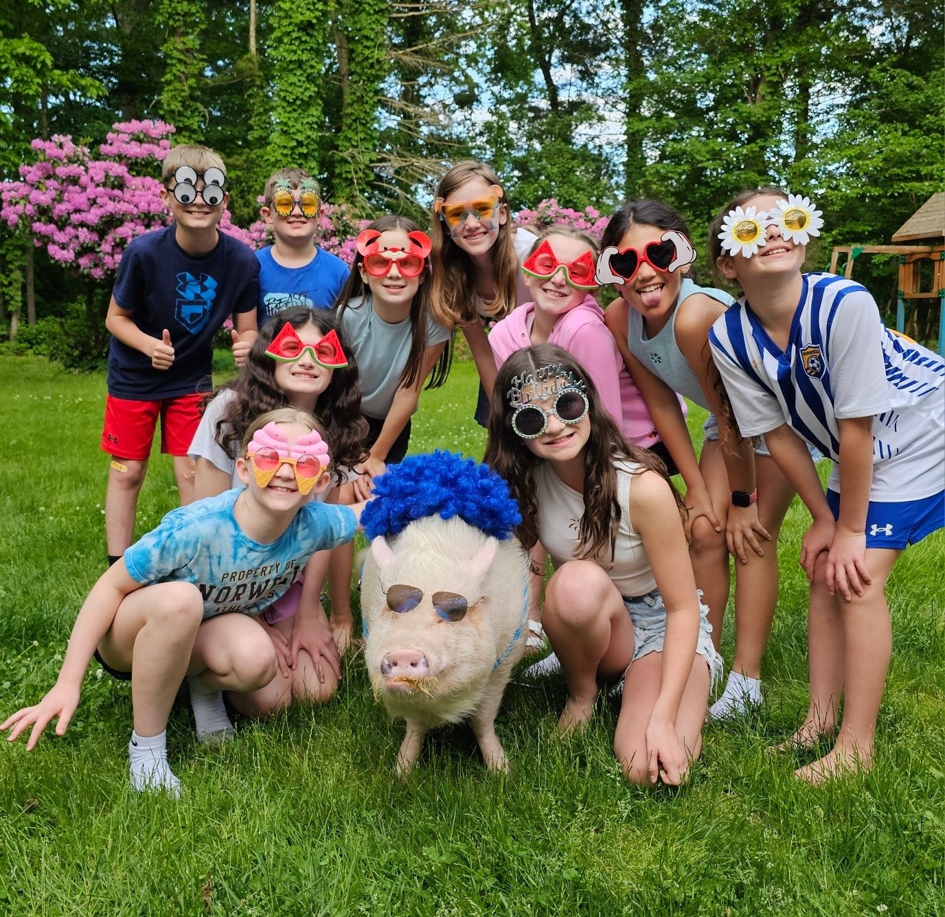Pet pig dressed up for celebration