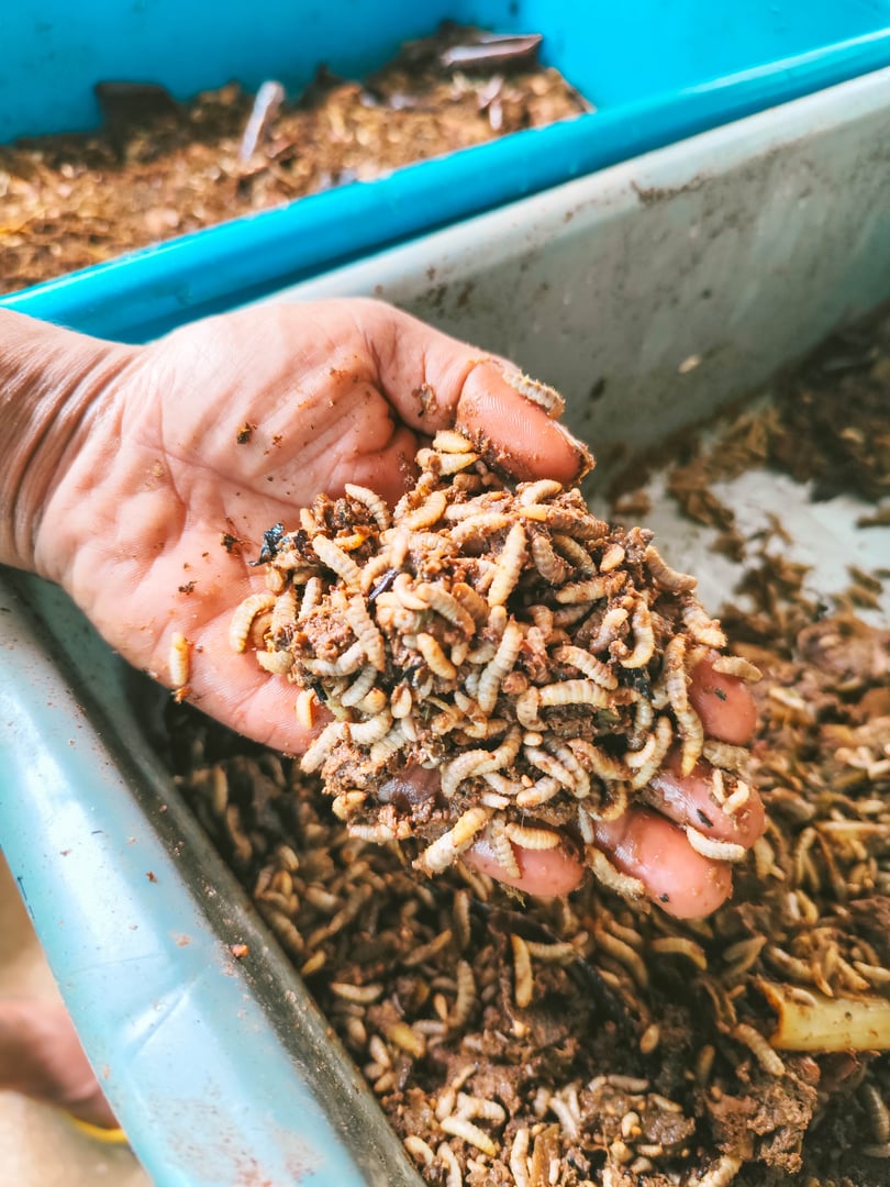 Black Soldier Fly BSF larvae