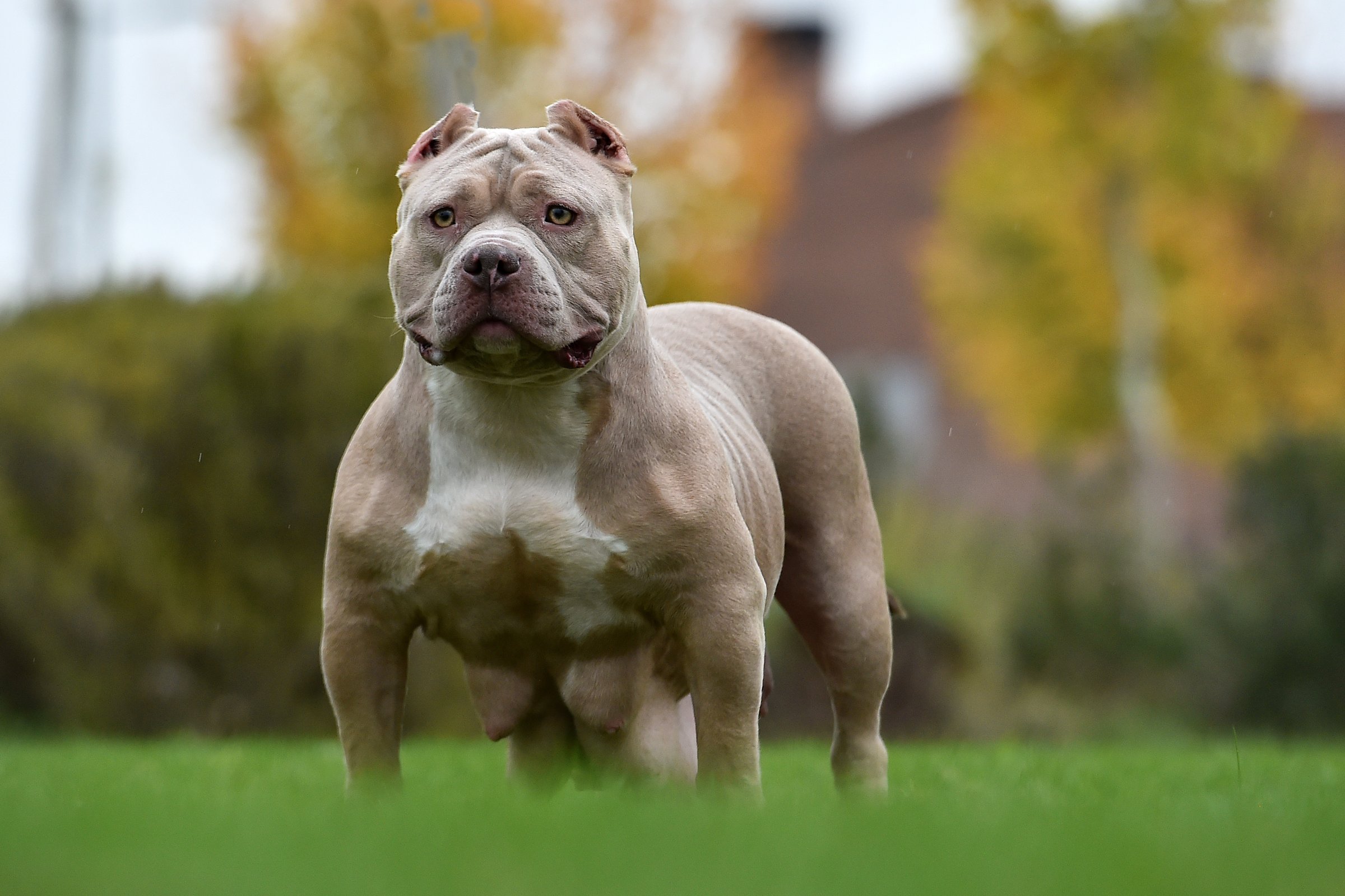 American bully pocket
