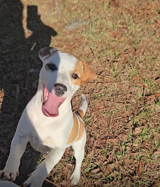 Rudy - Jack Russell Terrier male puppy available from Tomlin Farms