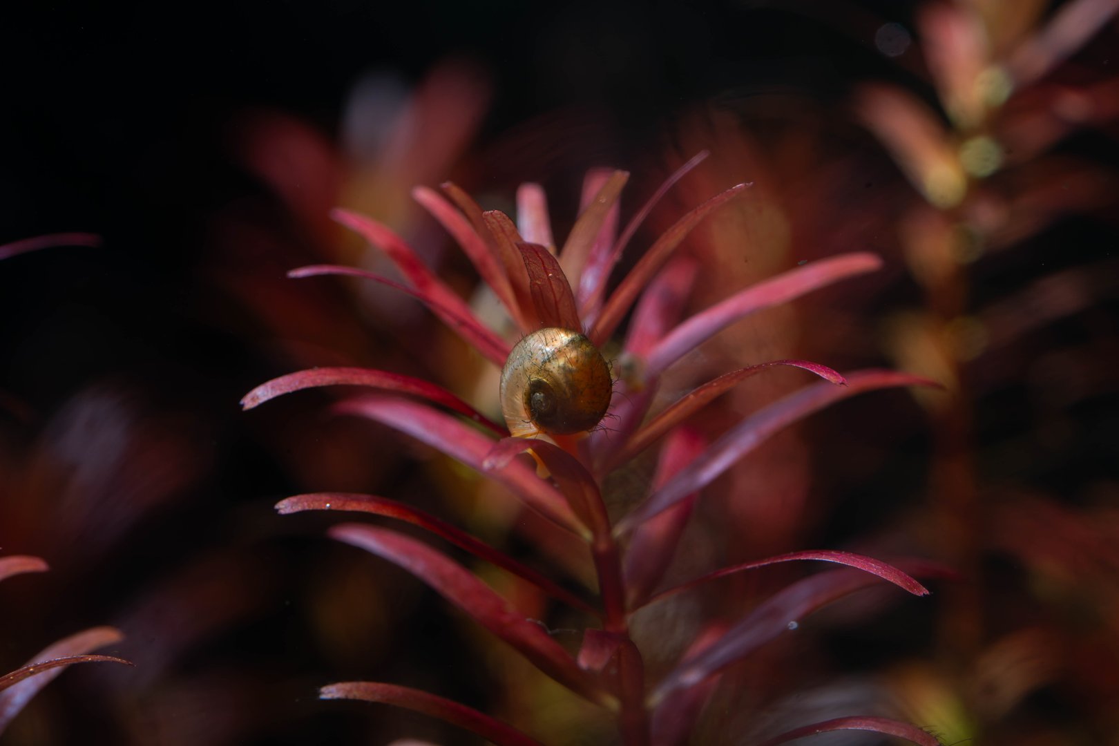 a rotala rotundifolia red photosynthesize or captures carbon dioxide bubbles under the water