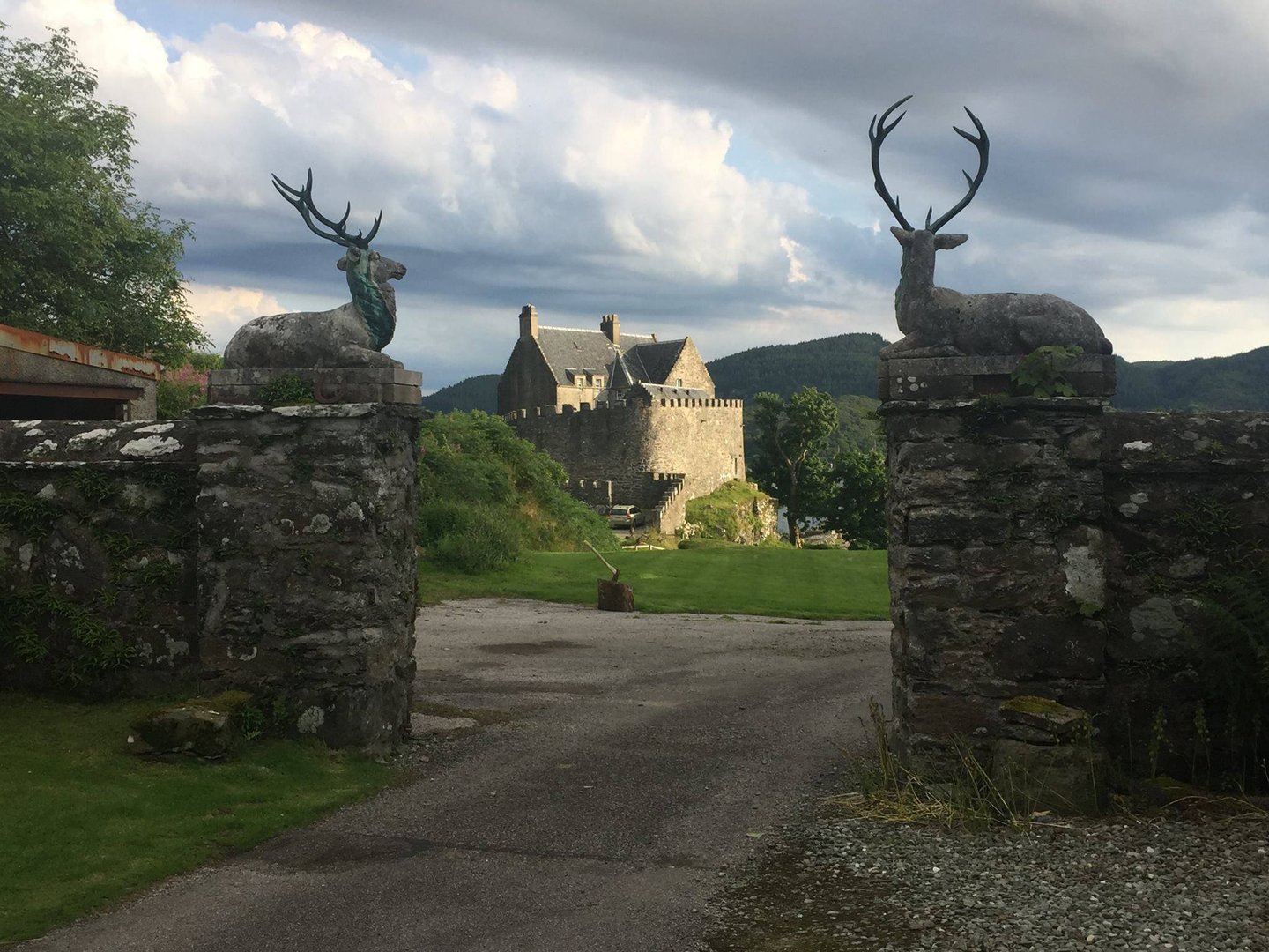 Stags in Scotland