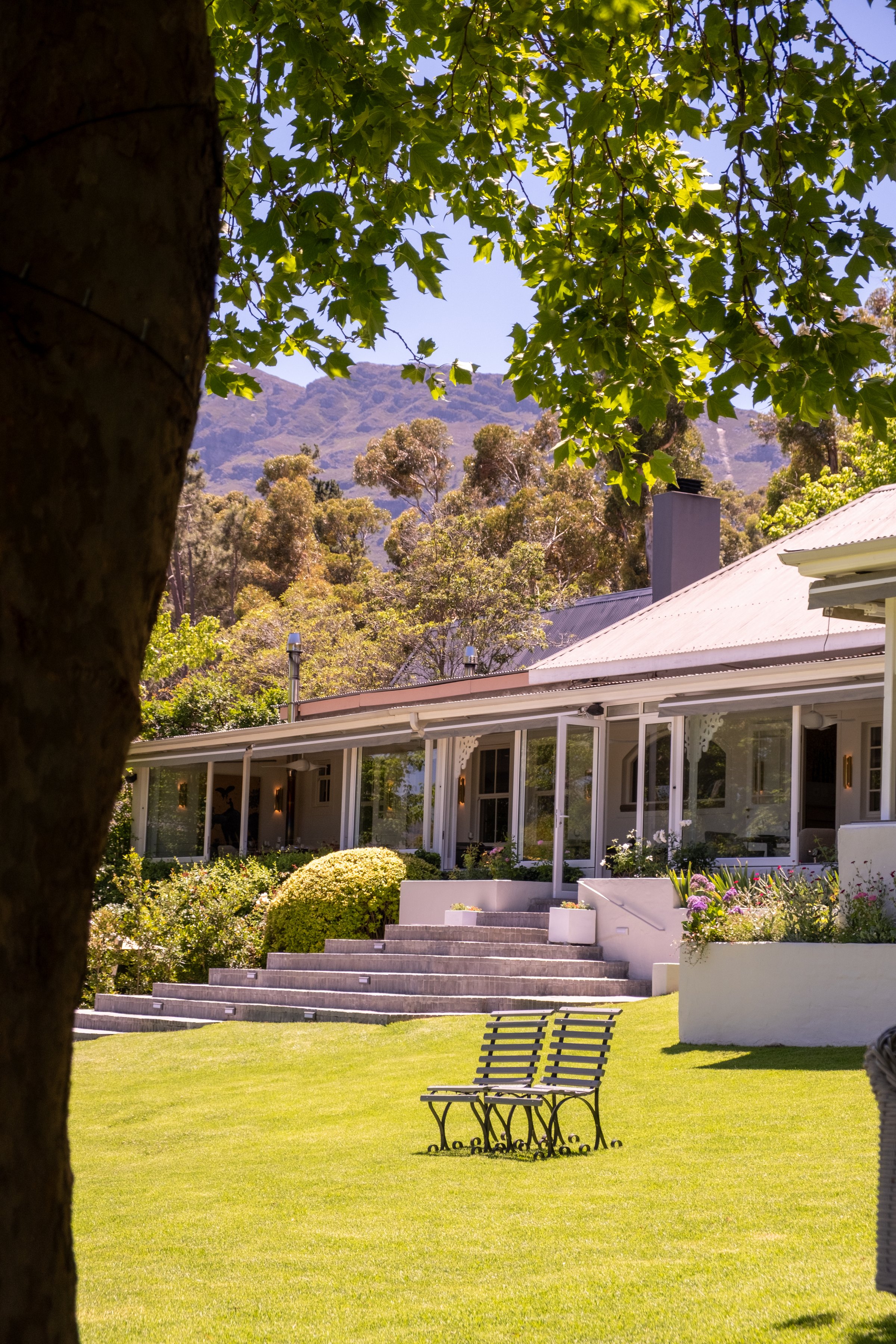 Elegant vineyard landscapes and mountain views in South Africa's Cape Winelands, captured on a sunny day. Perfect for luxury travel, wine tourism, and lifestyle themes.