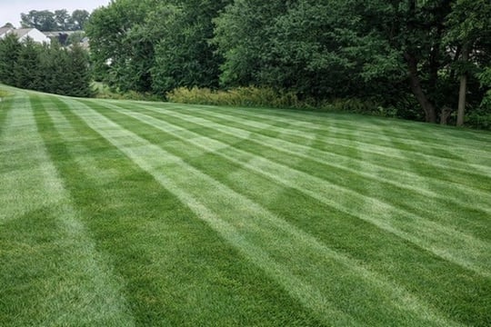 Professional lawn care