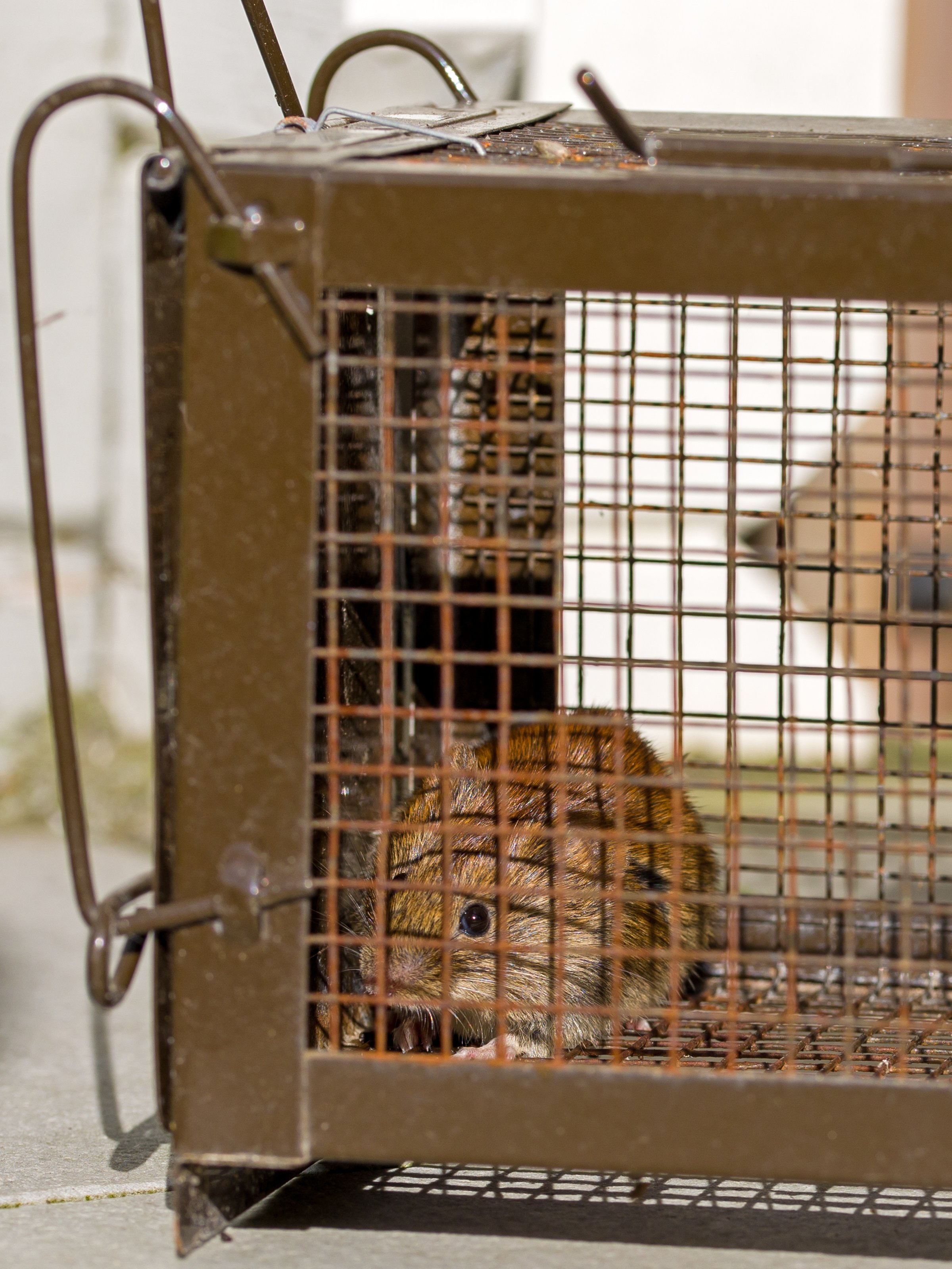 House mouse trapped in cage - mouse removal service