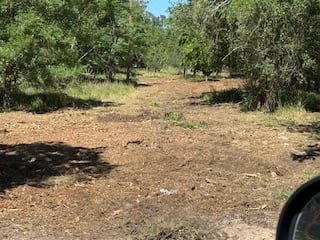 A dirt path through a forested area, surrounded by green trees and sunlight filtering through the foliage.