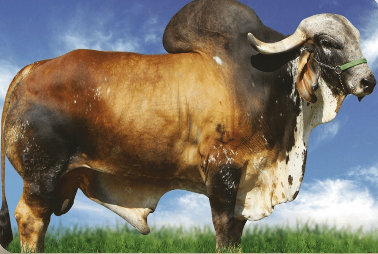 Coliseu Te Da Silvania - Toro Gyr lechero brasileiro - semen sexado - hijo de CA Everest - DECAS 7 - genética de élite