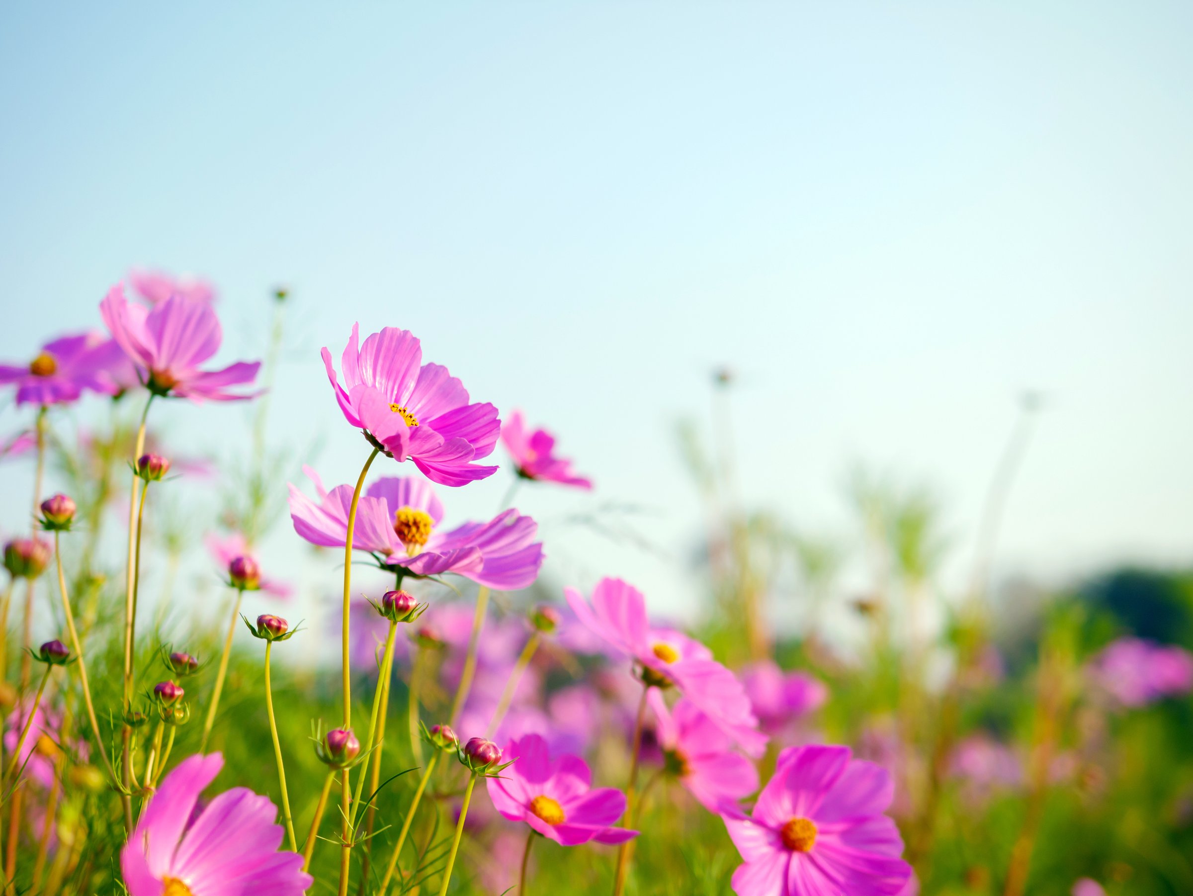 Beautiful cosmos flower field and blue sky. Low angle view nature cosmos flower wallpaper background.
