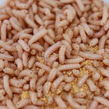 Maggots