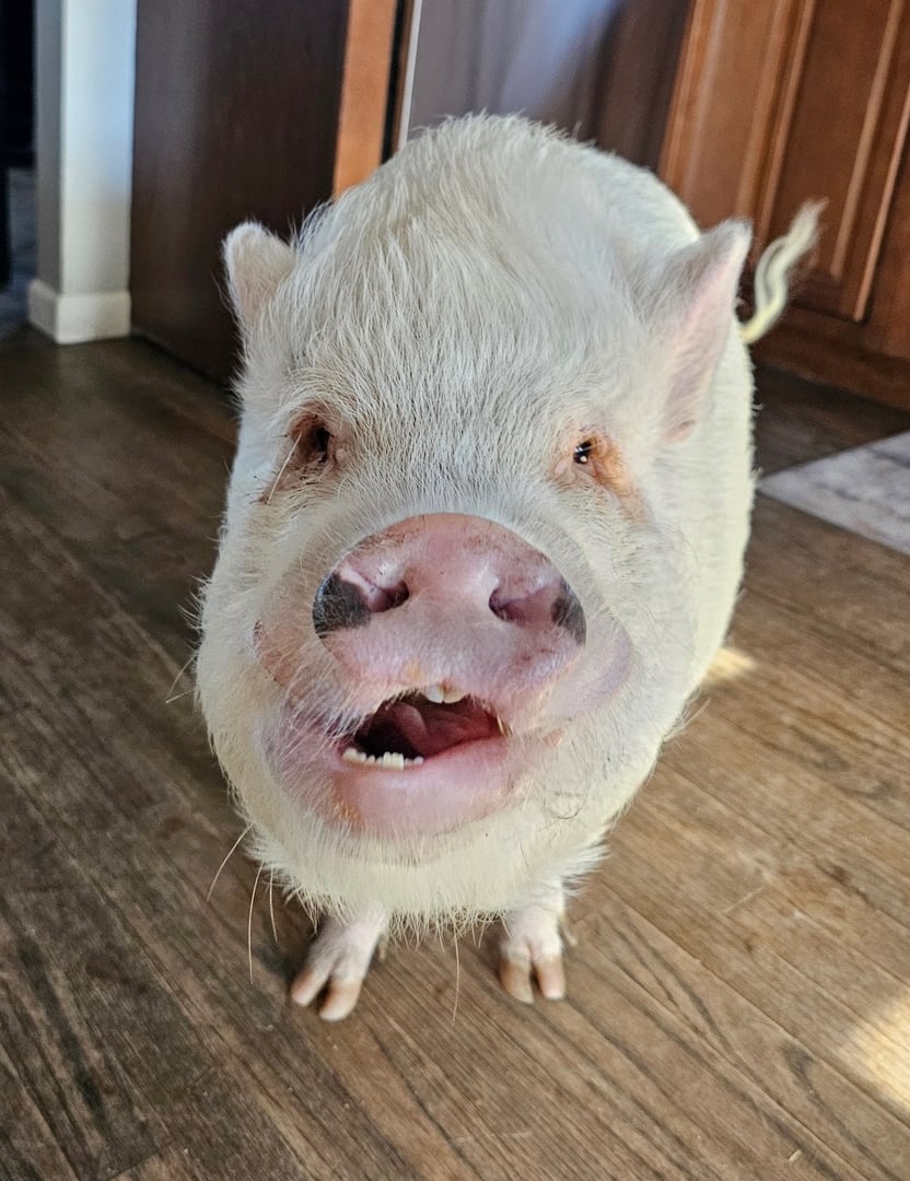 Gilbert the Party Pig