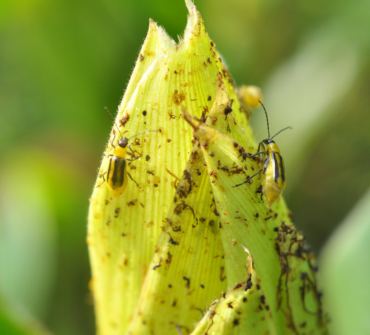 On the plant is a harmful insect - Western corn beetle (Diabrotica virgifera virgifera)
