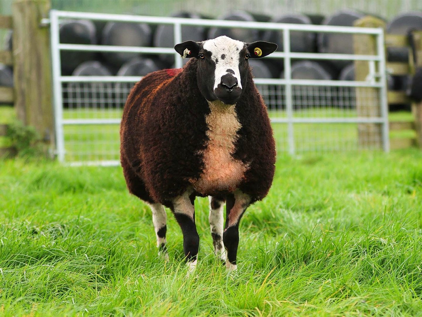 Tiptop Eric - Dutch Spotted Ram