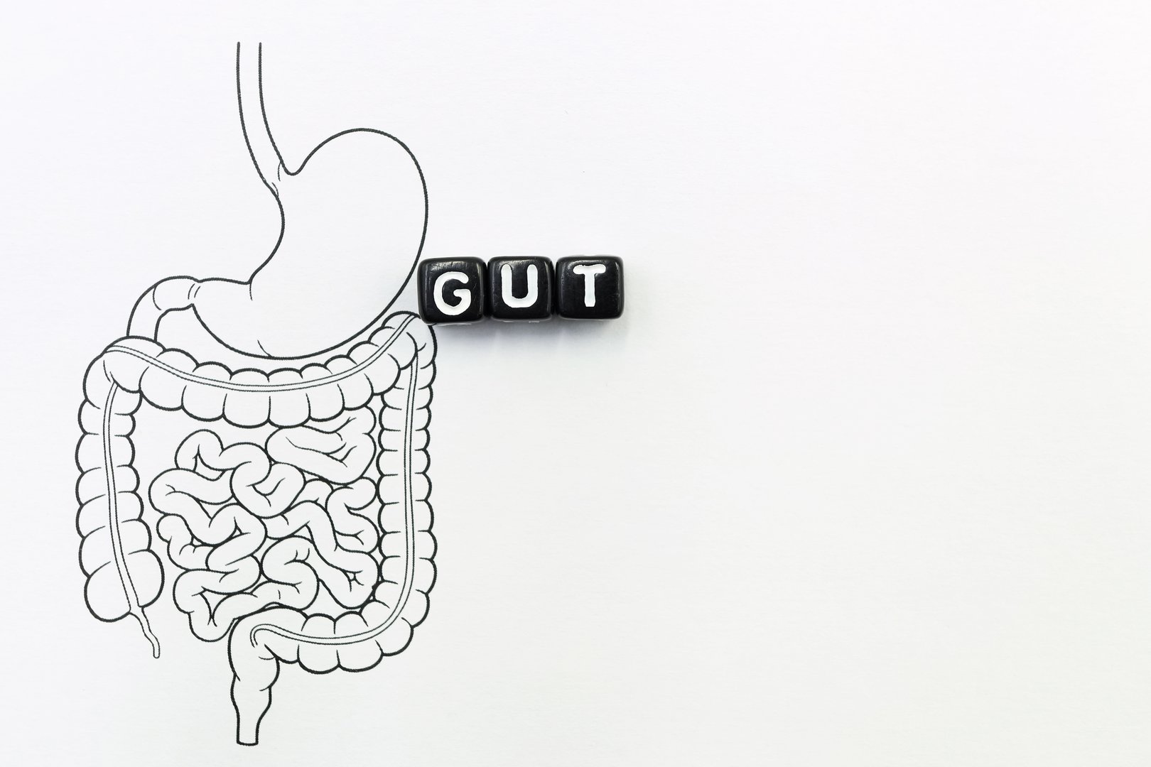 Gastrointestinal Tract Human GUT on a white background.