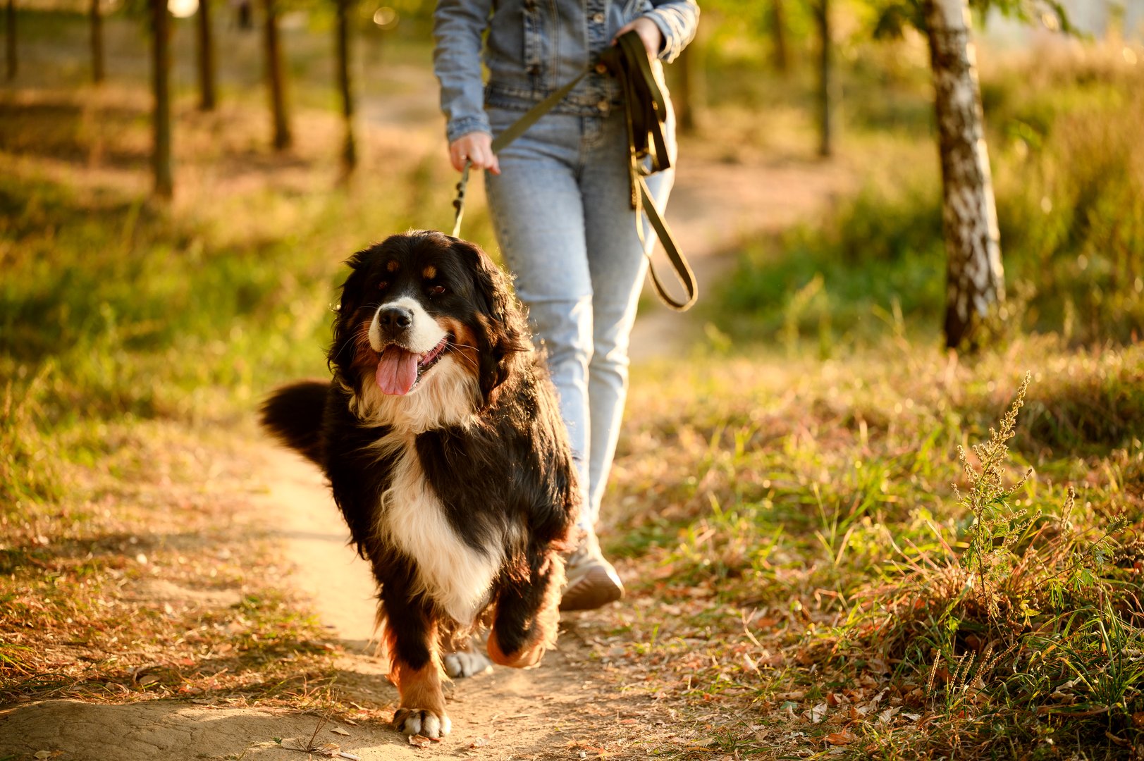 Woman walking Bernese Mountain Dog