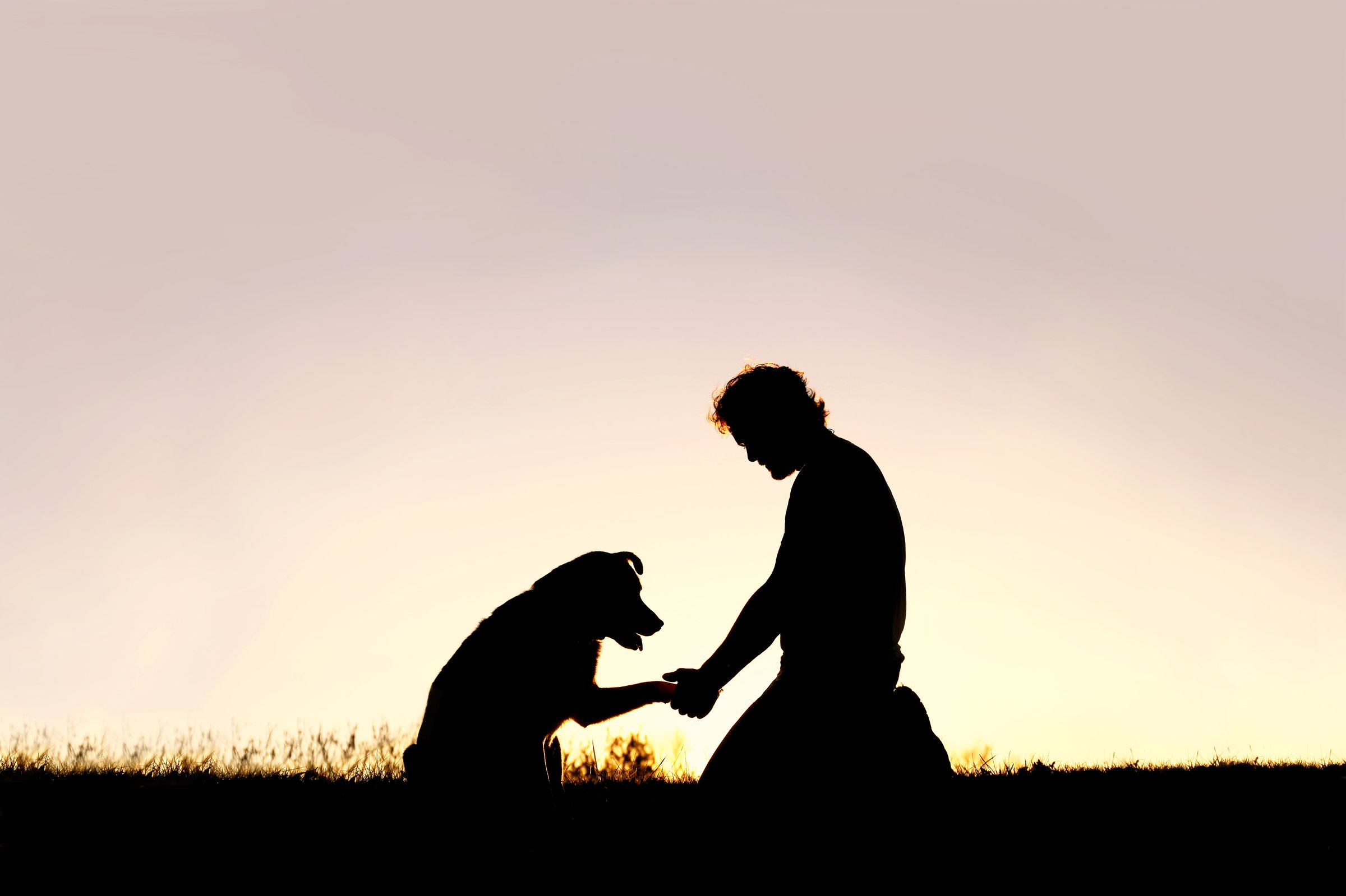 A young man is sitting outside training his pet dog, and shaking hands on a summer evening, silhouetted by the sunset in the sky.
