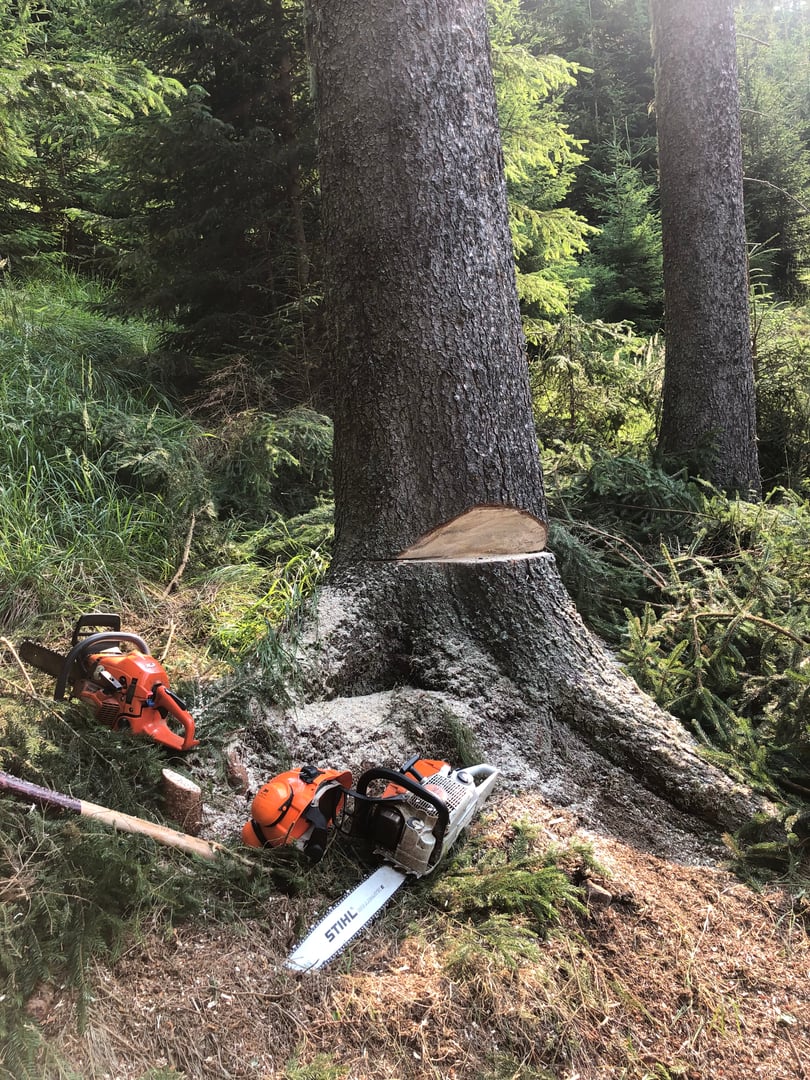 Forestry Work Project