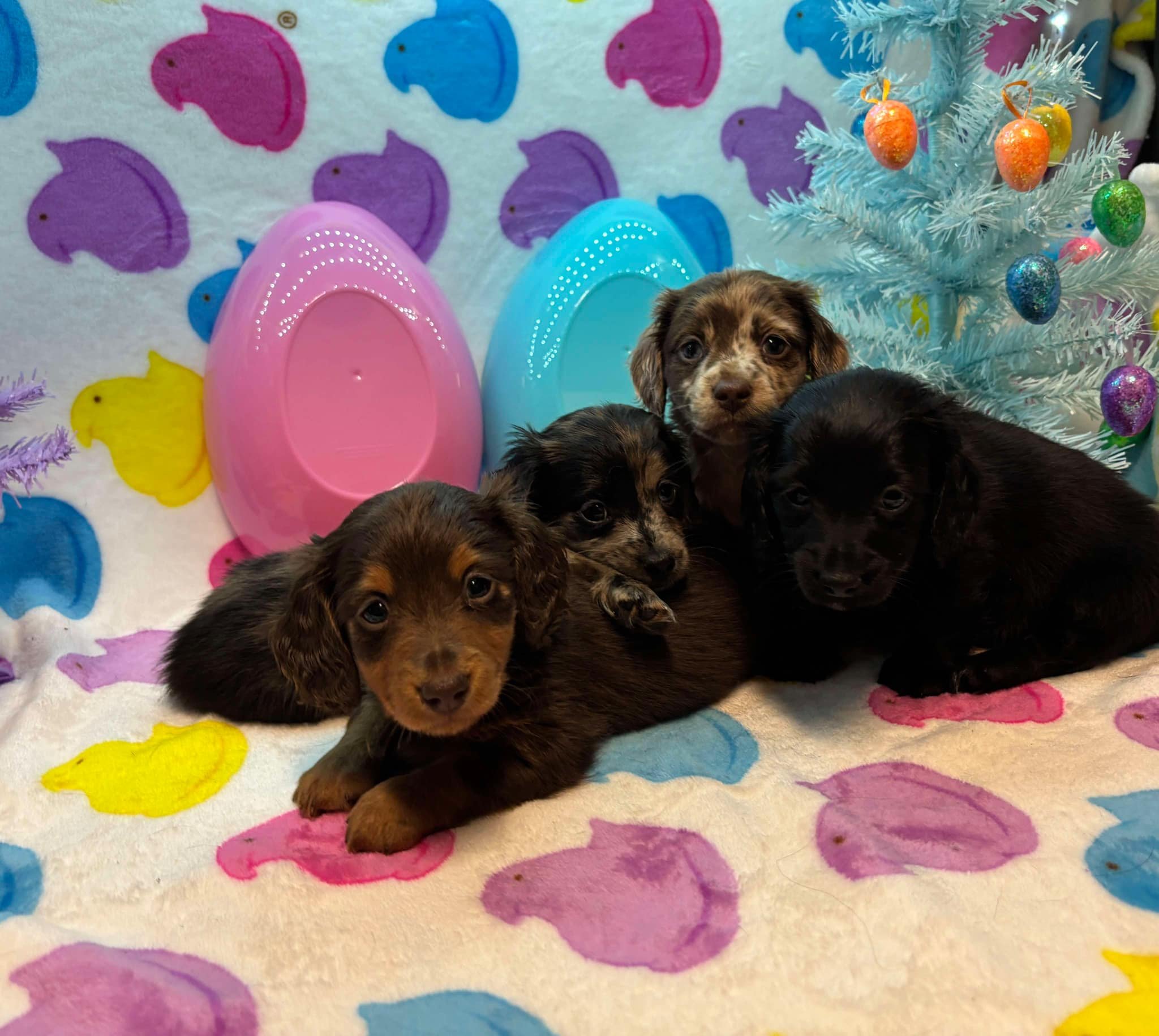 Four dachshund puppies resting on a colorful blanket beside a white Christmas tree with ornaments.