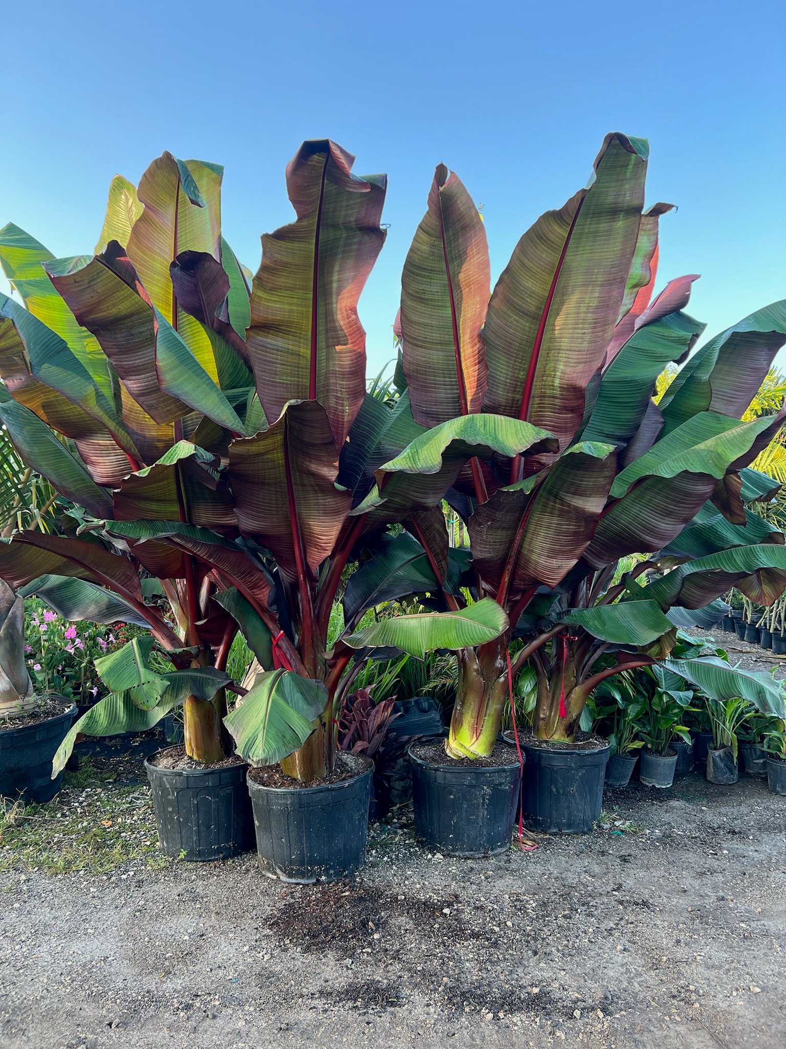Beautiful backyard with palm trees