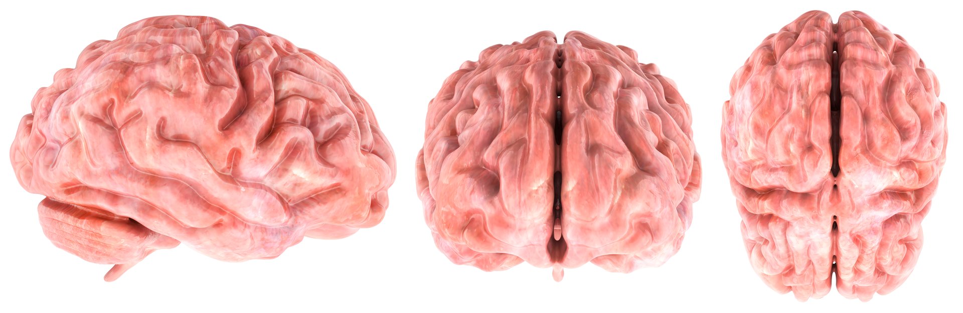 Human Brain. Top, front and side views. 3D rendering isolated on white background