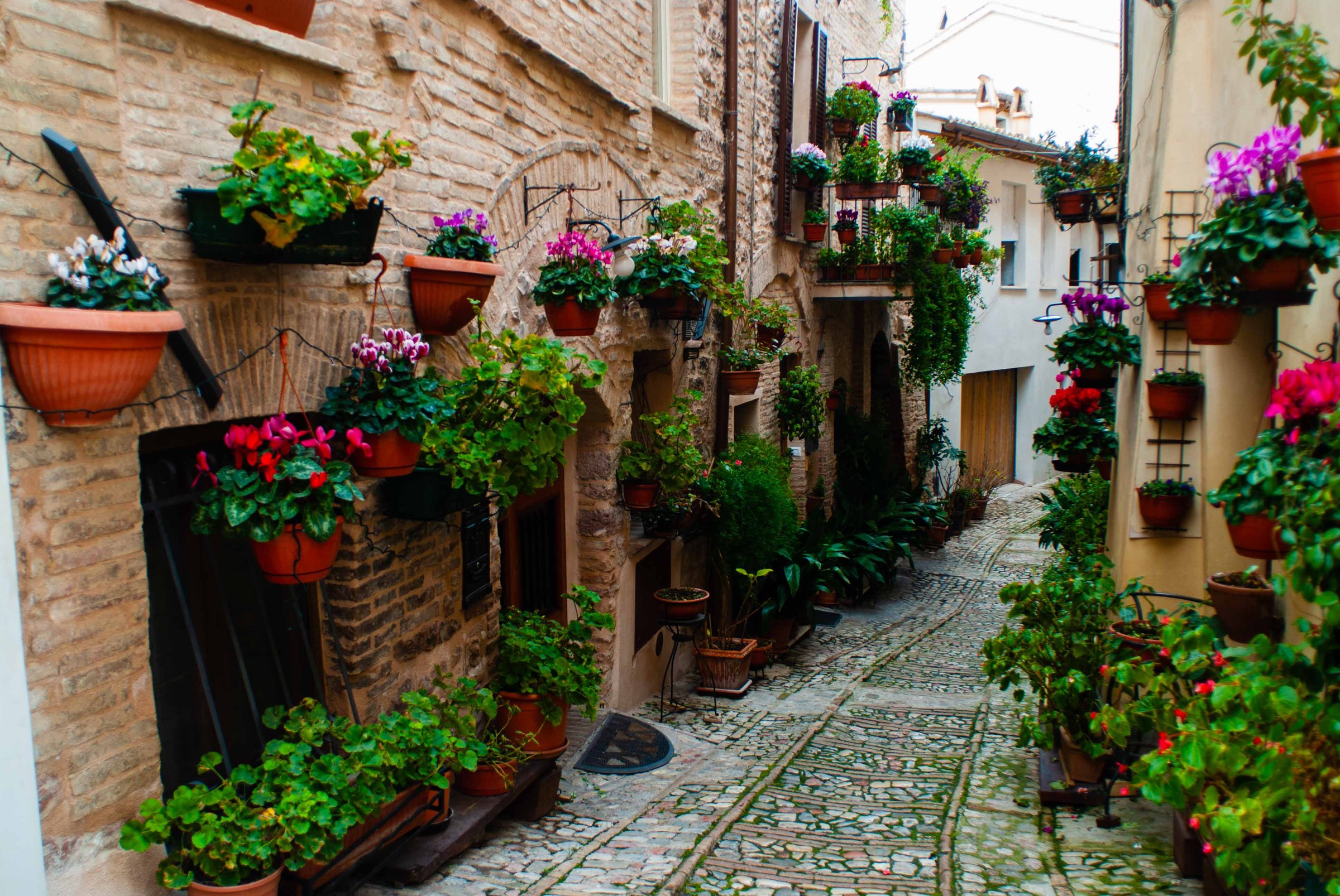 Italy, Spello - beautiful alley in downtown Spello with flowers and plants