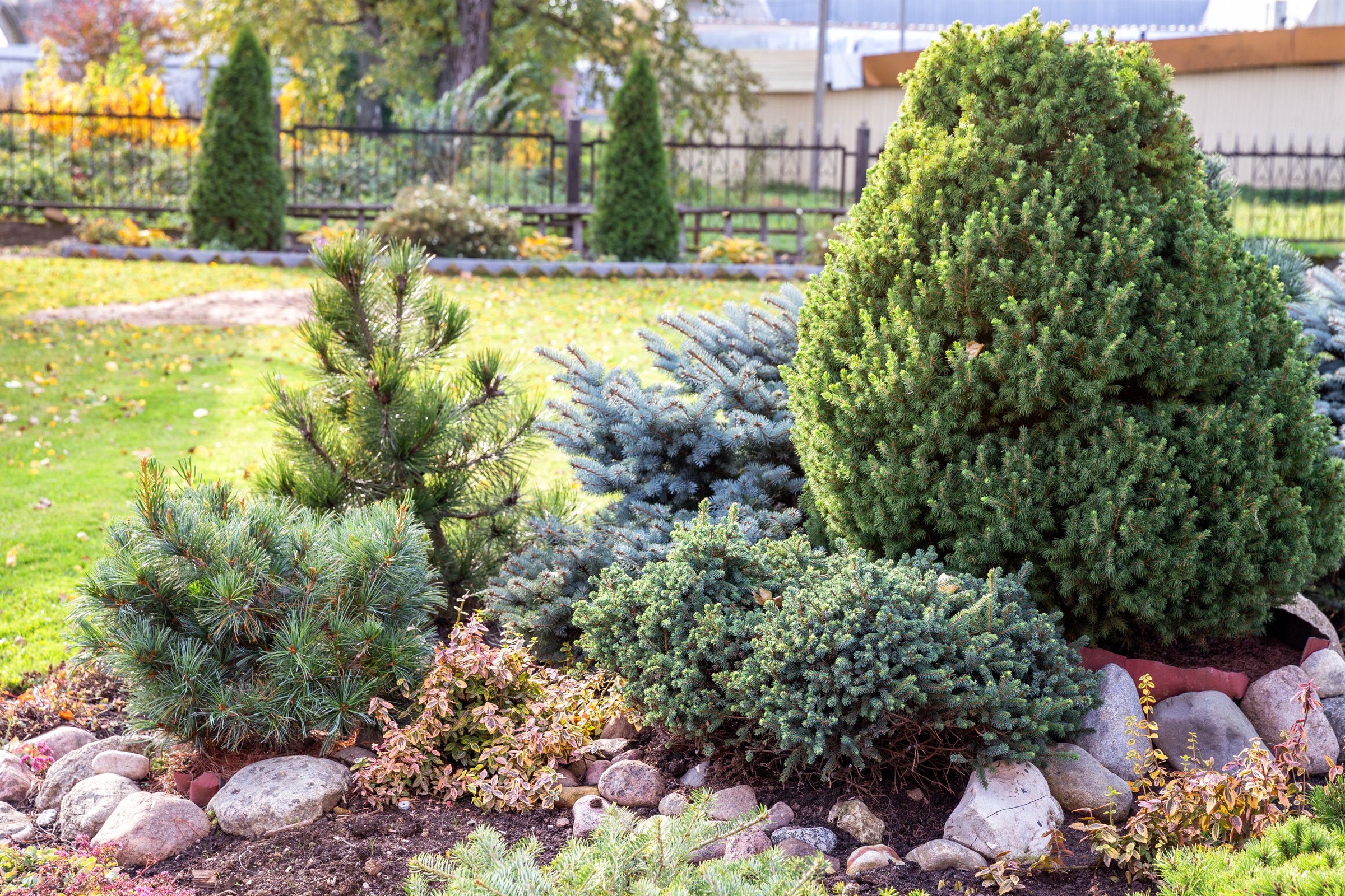 Coniferous rockery in landscaping