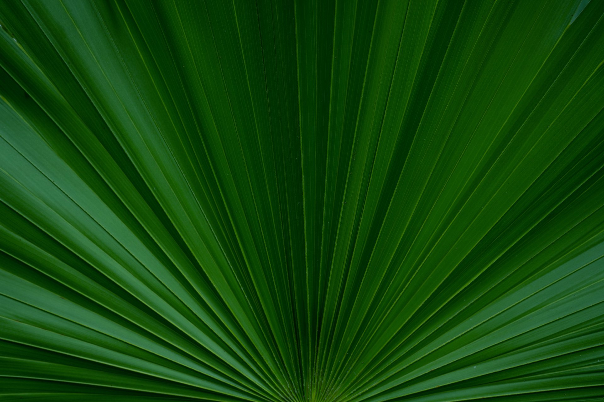 abstract green texture, nature background.