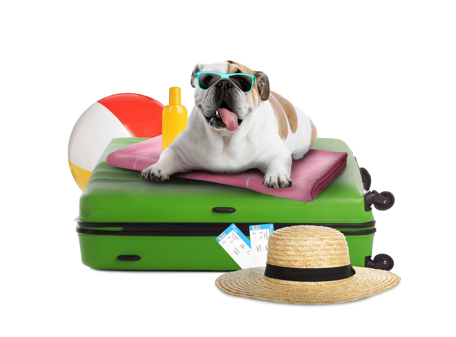 Cute dog, suitcase and summer vacation items on white background. Travelling with pet
