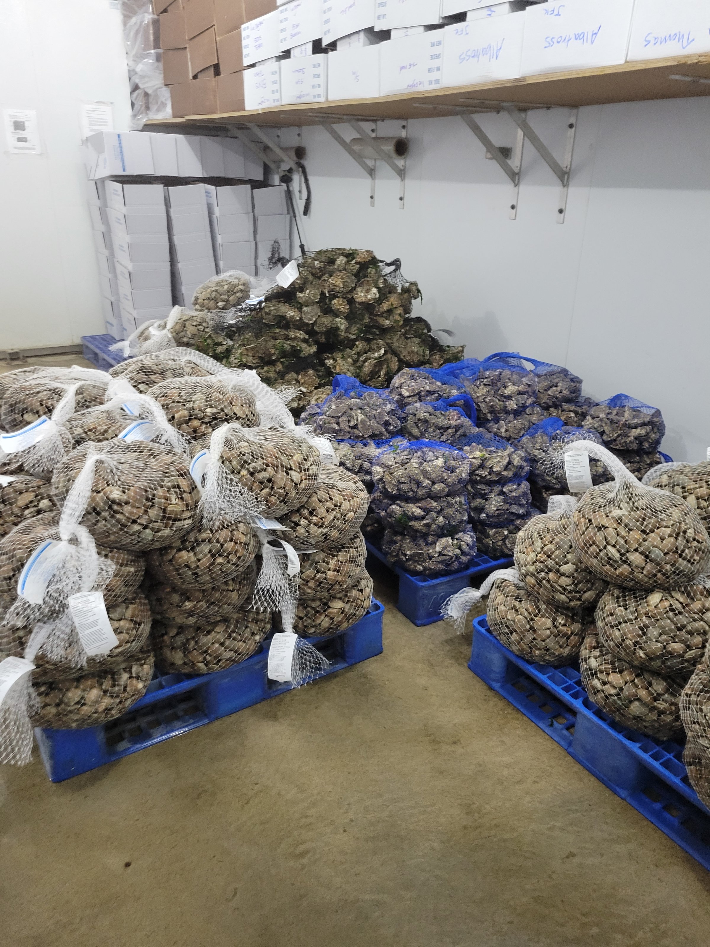 Little Skookum Shellfish operations