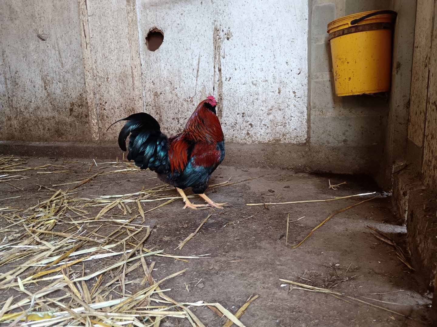 Rooster Easter egger in a stable with yellow bucket