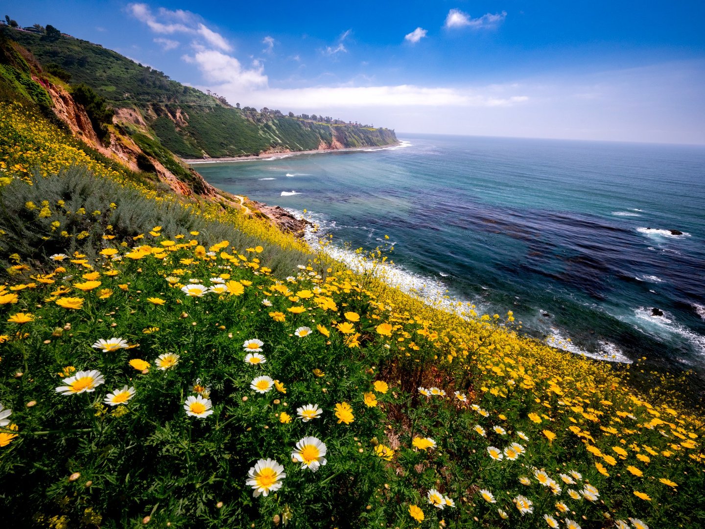 Bluff Cove in Palos Verdes on a colorful day during Springtime, with blue sky, partly cloudy and bed of yellow and white flowers in the foreground