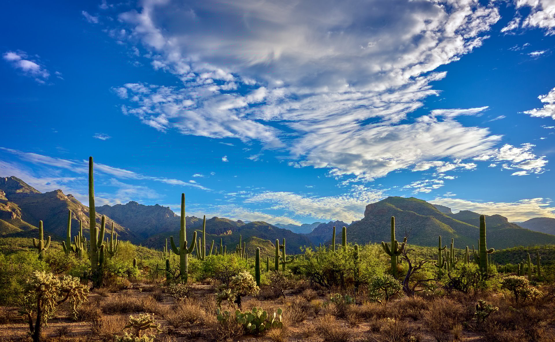 Golden hour illuminates the Sabino Canyon Recreation Area, casting the saguaro cacti in relief against a vibrant sky and Santa Catalina Mountains