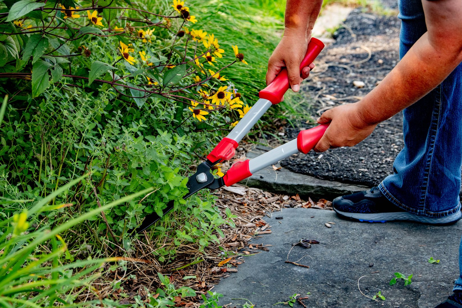 Yard maintenance work along walkway