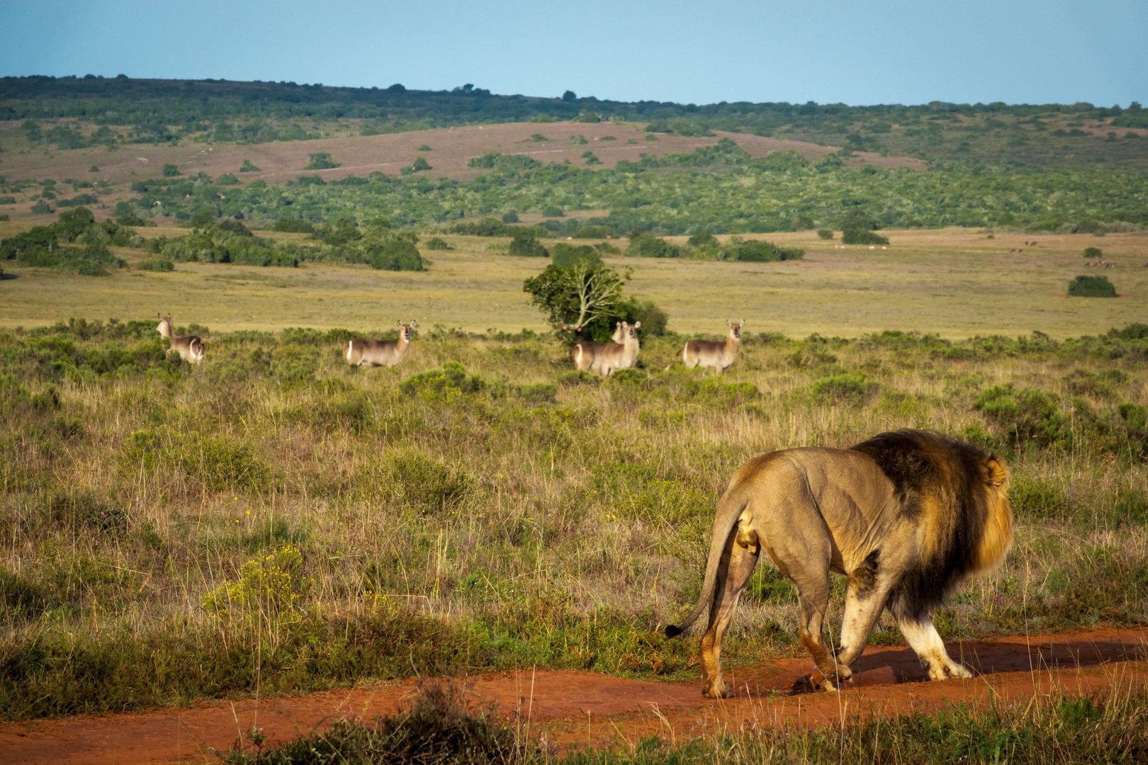 Lion (Panthera leo) walking past a small herd of alert waterbuck in natural bushveld near Gqeberha, Eastern Cape, South Africa. Ideal for wildlife, predator-prey, or African safari-themed projects.