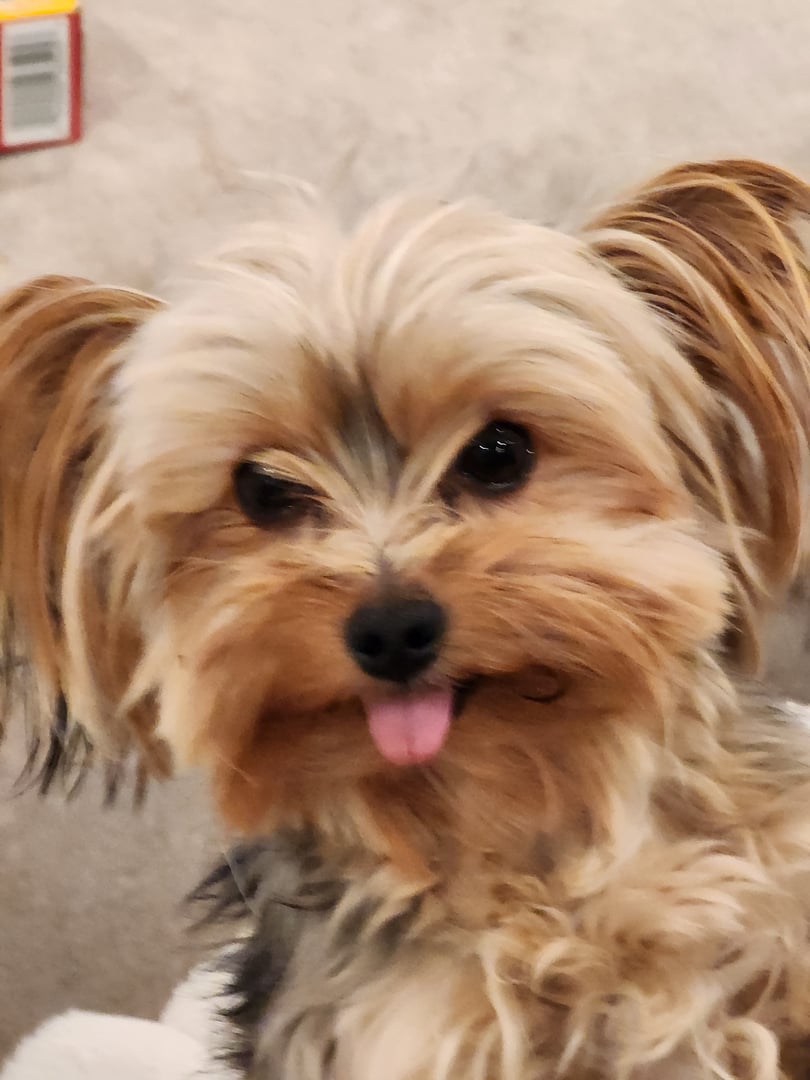 Benzo, also known as Benny Buttons, Sharla's beloved dog