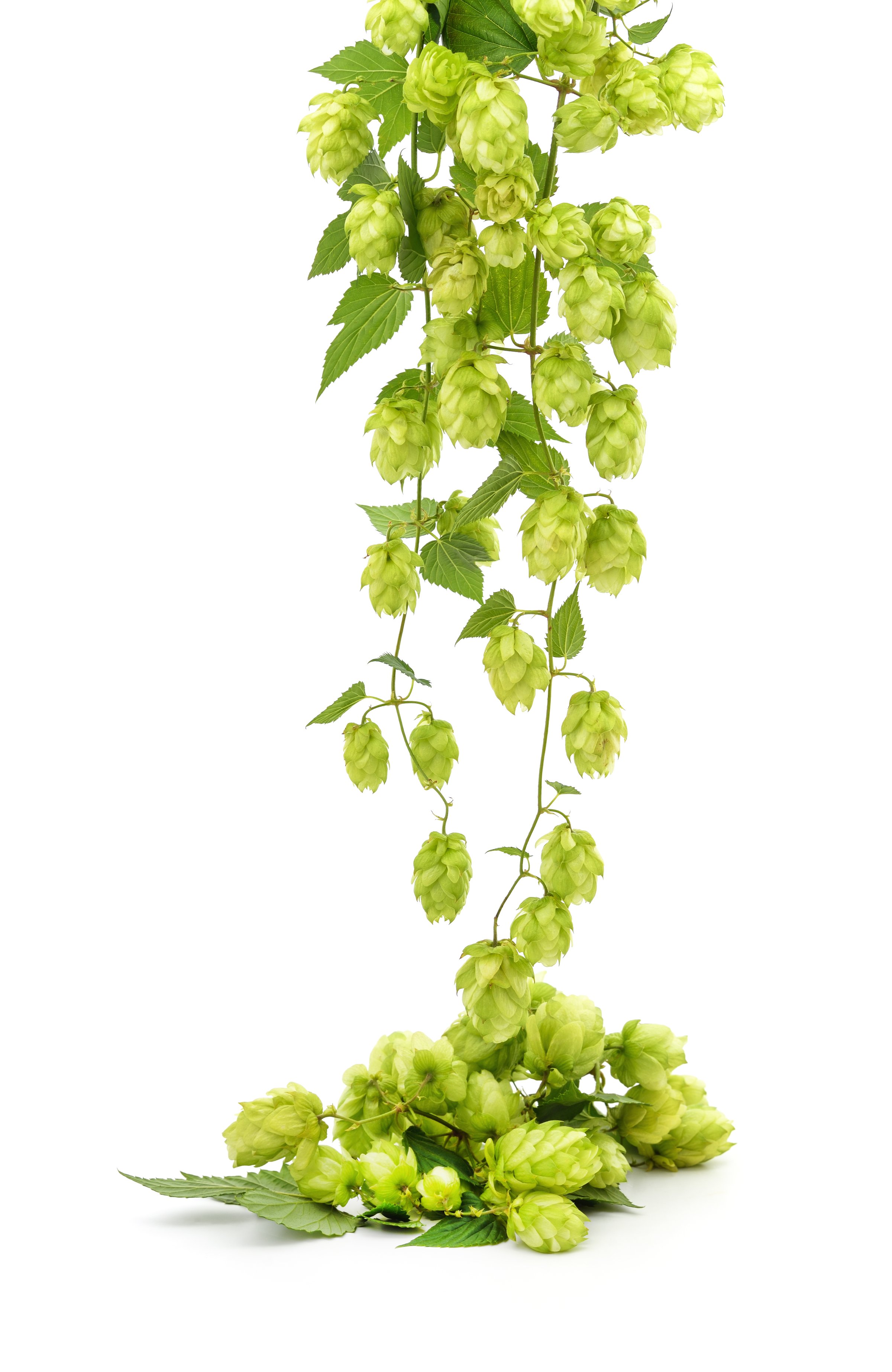 Fresh branch of hops isolated on a white background.