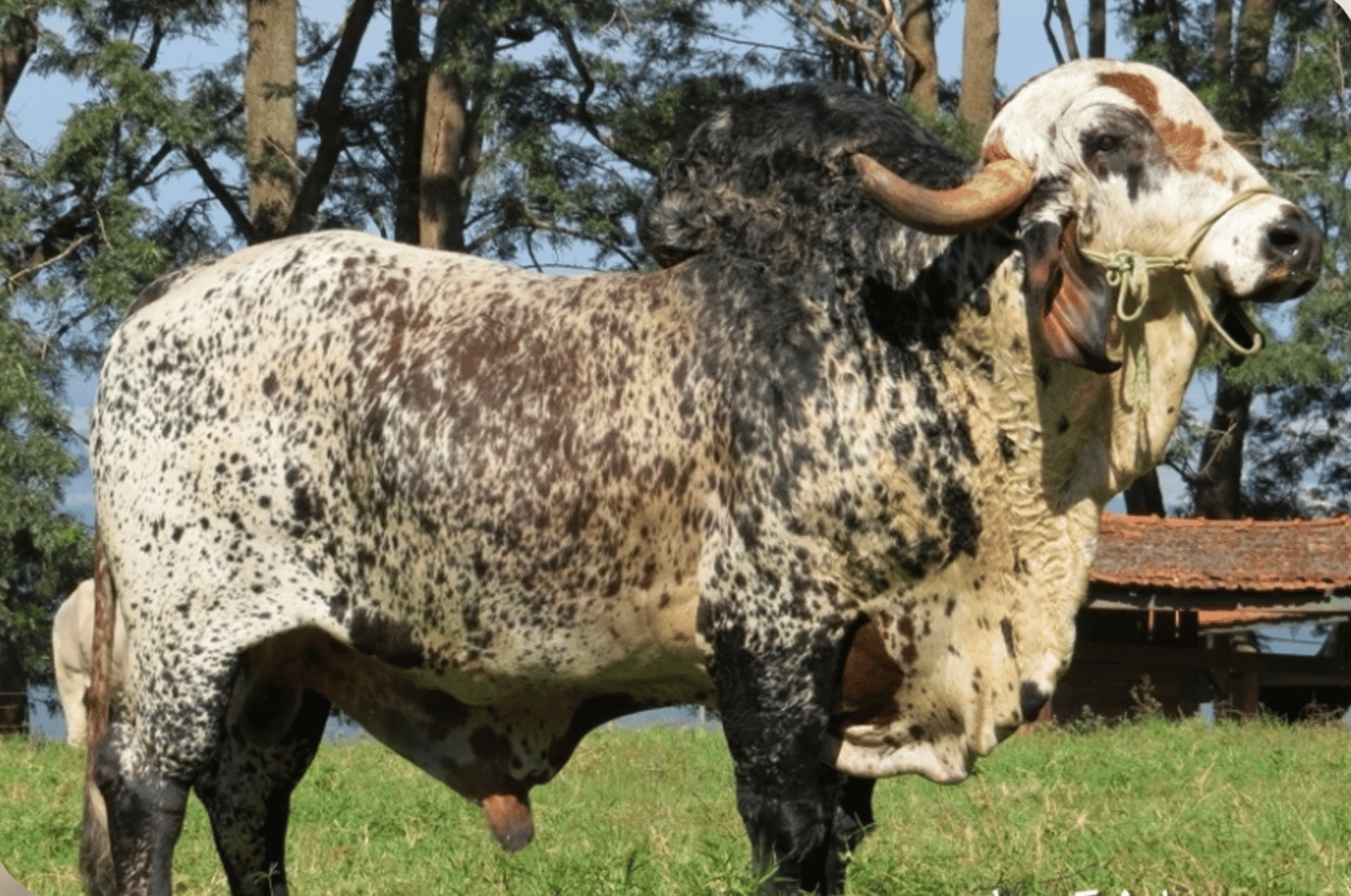 Dragao TE - Toro Gyr lechero brasileiro - PTA +469 kg - Top 10% edad primer parto - Top 15% compuesto corporal