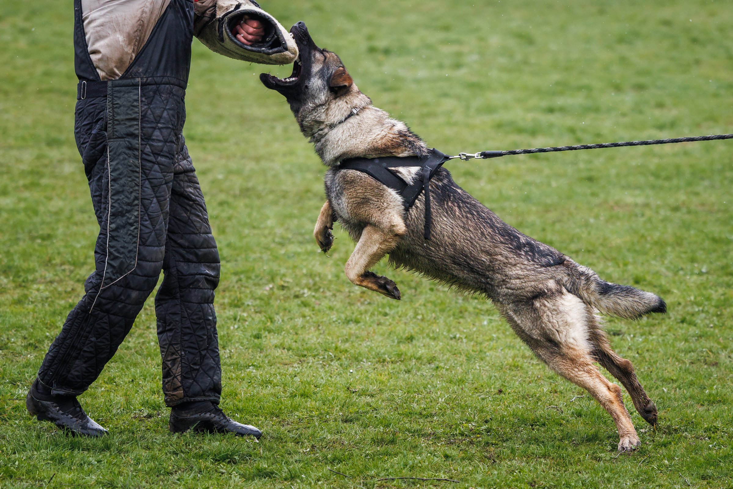 Dog training bite and defense work. Animal trainer and german shepherd police or guard dog