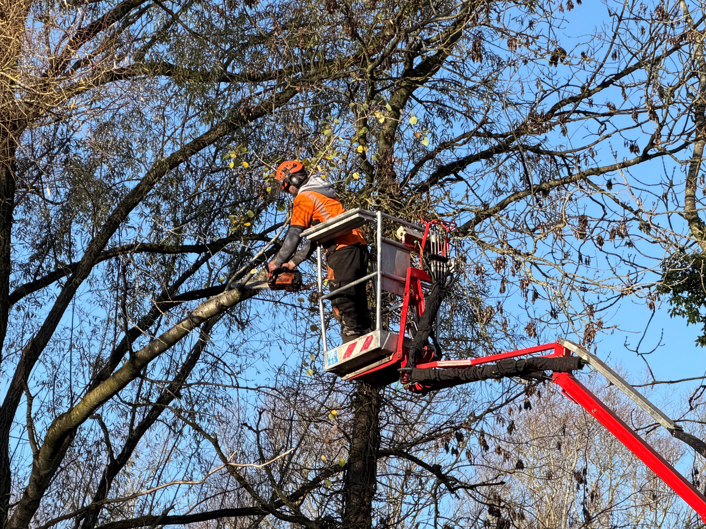 November 18th. 2025 Redditch Worcestershire England UK. Tree surgeon on cherry picker trimming trees and chopping down branches. Sunny day in Autumn.