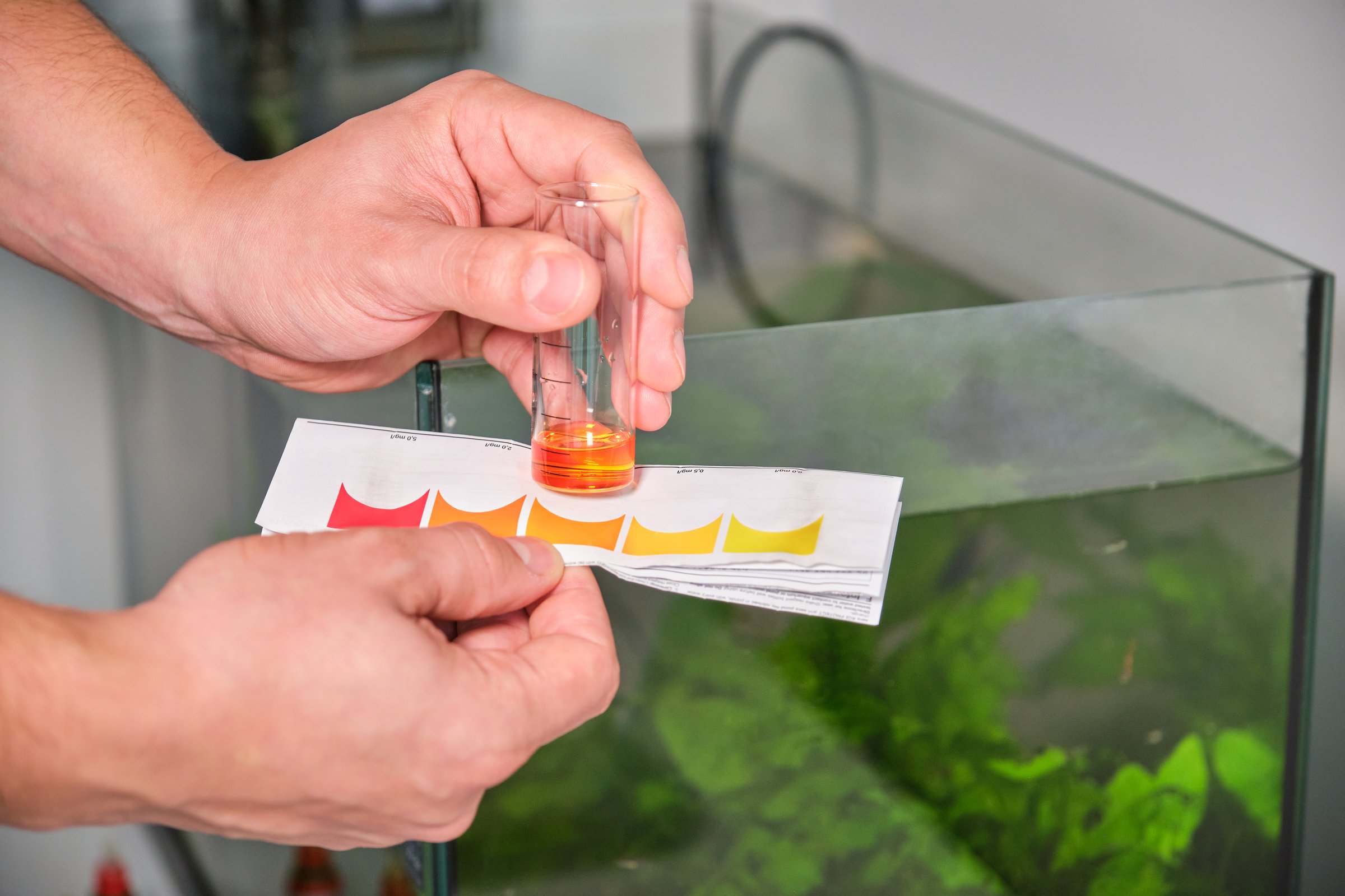 Professional aquarium water testing showing hands holding nitrite and ammonia test kit in front of heavily planted freshwater aquarium during routine water parameter monitoring for optimal plant and fish health
