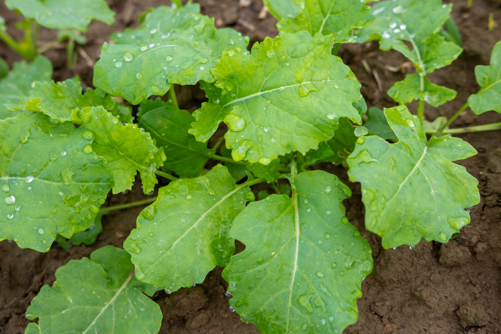 Young rapeseed seedlings growing in fertile soil, kale leaves with water droplets, Green herbal plants in natural environment. Lush green rapeseed field, natural health, healing plants, leaf structure