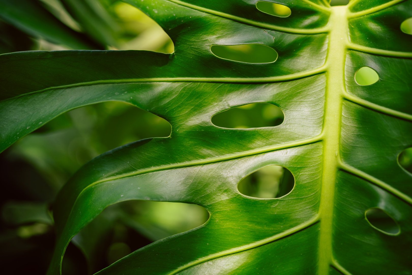 Bright and detailed close-up view of a fresh green monstera leaf displaying holes and vibrant textures, emphasizing natural beauty and botanical interest. Ideal for themes of tropical nature and greenhouse settings.