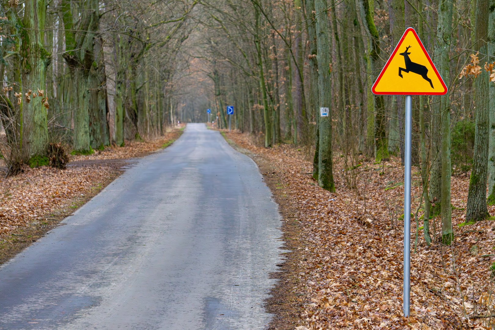 yellow sign warning of wild animals in the forest. warning sign about roe deer, deer, fallow deer, wild boars. be careful on the forest road