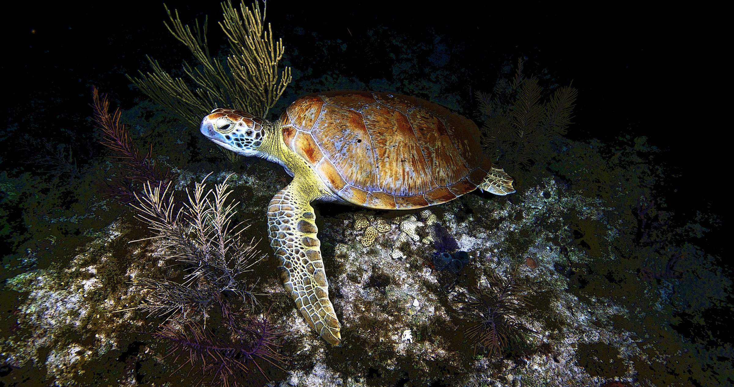 Night dive with sea turtle - Captain Slate's Scuba Adventures in the Florida Keys