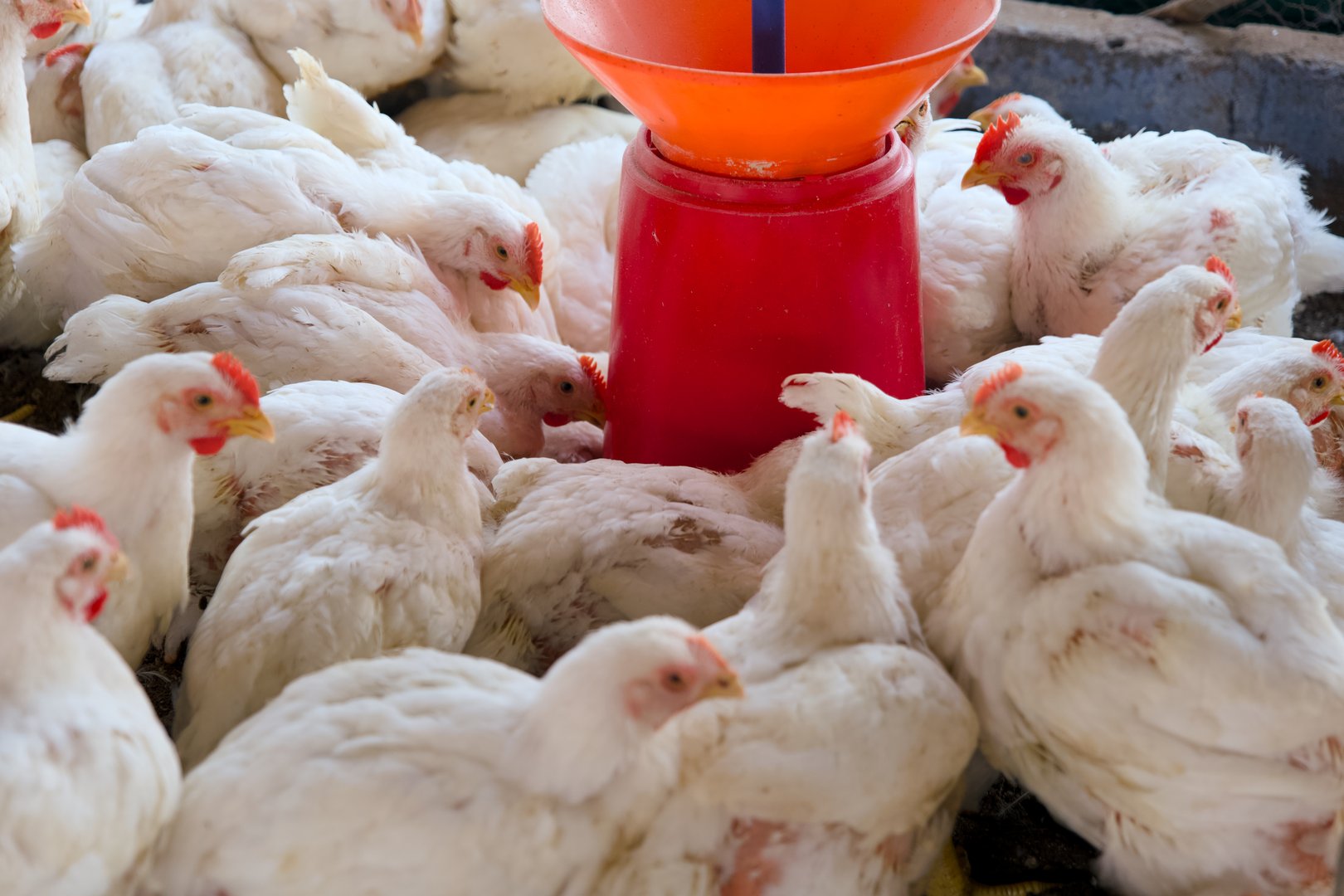 Fresh eggs in poultry farm