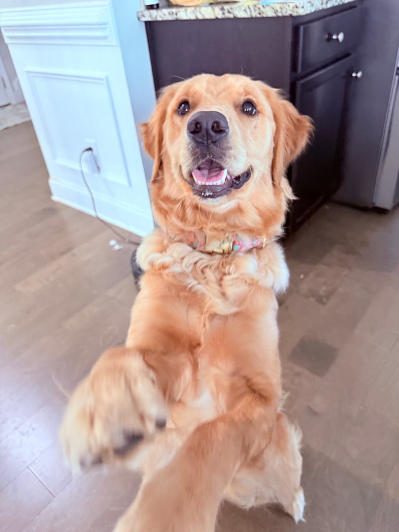 Pet care at Bryson's Pet Services